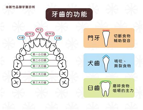 牙齒的功能